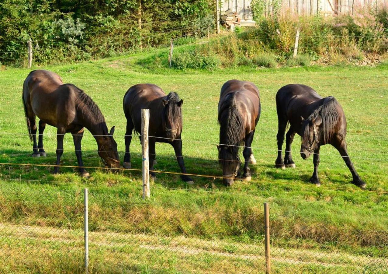 Ferienhof Kuerschner Drebach Kültér fotó
